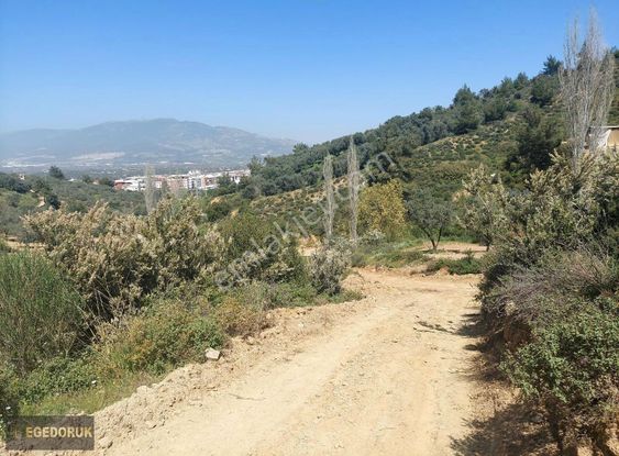  Kemalpaşa Armutlu Üstünde Vadideki Zeytinli Bağ - İZMİR KEMALPAŞA fotoğraf 5